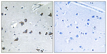 eIF3 Epsilon antibody