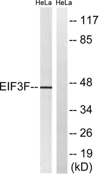 eIF3ε rabbit pAb