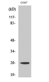 eIF4E rabbit pAb Antibody