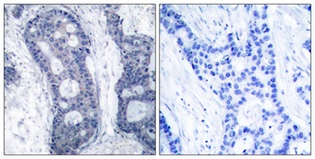 eIF4E rabbit pAb Antibody