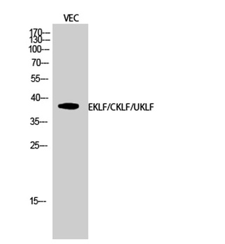 EKLF antibody