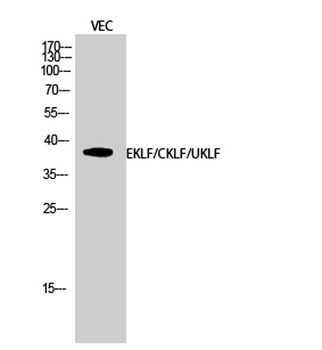 EKLF/CKLF/UKLF rabbit pAb