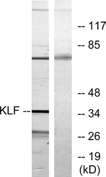 EKLF/CKLF/UKLF rabbit pAb