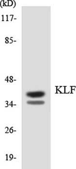 EKLF/CKLF/UKLF rabbit pAb