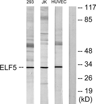 Elf-5 rabbit pAb