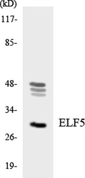 Elf-5 rabbit pAb