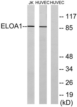 Elongin A1 antibody