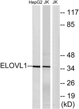 ELOVL1 antibody