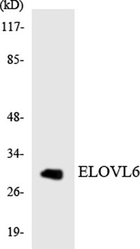 ELOVL6 antibody