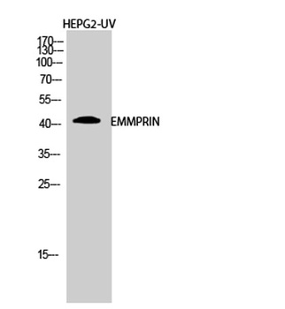 EMMPRIN antibody