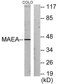 Emp antibody