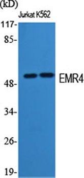 EMR4 rabbit pAb Antibody