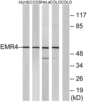 EMR4 rabbit pAb Antibody