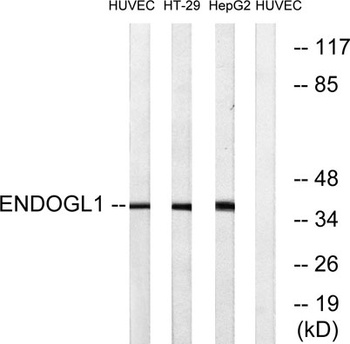 Endo G-L1 rabbit pAb