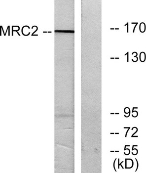 Endo180 antibody