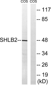 Endophilin B2 rabbit pAb