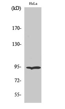 Endoplasmin antibody