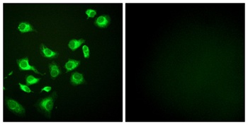 Endoplasmin rabbit pAb