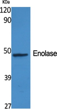 Enolase rabbit pAb