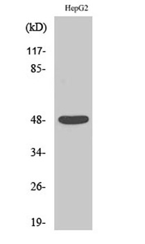 Enolase rabbit pAb