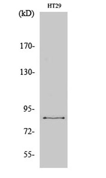 ENX-2 antibody