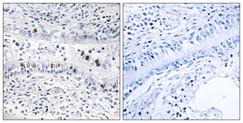 ENX-2 antibody