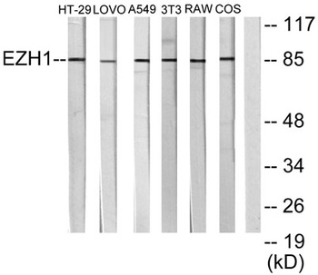 ENX-2 antibody