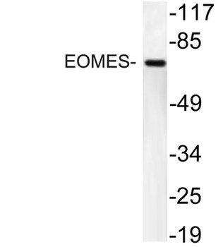 EOMES rabbit pAb