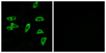 EP3 antibody