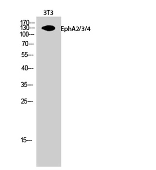 EphA2/3/4 antibody