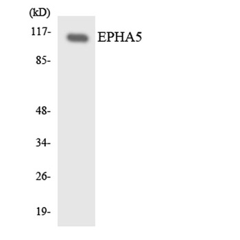 EphA5 antibody