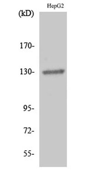 EphB1/2 antibody