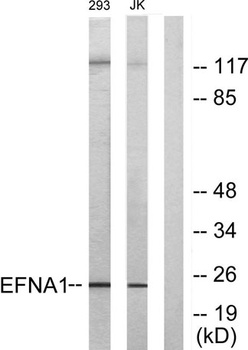 Ephrin-A1 rabbit pAb