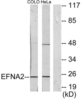 Ephrin-A2 rabbit pAb