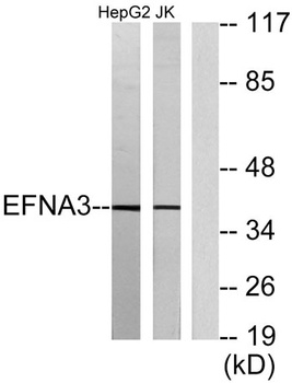 Ephrin-A3 rabbit pAb