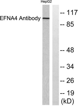 Ephrin-A4 rabbit pAb