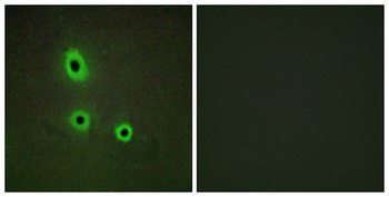 Ephrin-A5 antibody