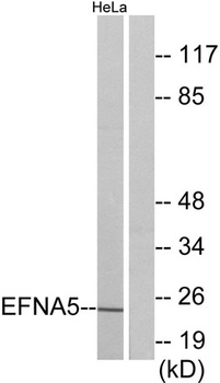 Ephrin-A5 antibody