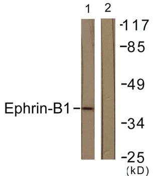 Ephrin-B1 rabbit pAb