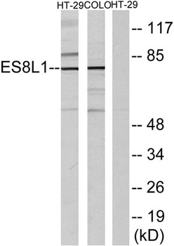 Eps8L1 rabbit pAb