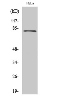 Eps8L2 antibody