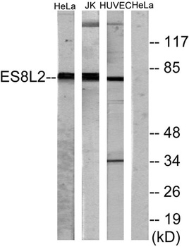 Eps8L2 antibody