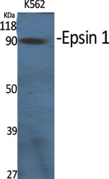Epsin 1 rabbit pAb