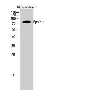 Epsin 1 rabbit pAb