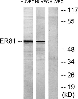 ER81 rabbit pAb