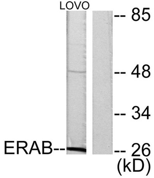 ERAB rabbit pAb