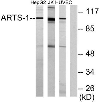 ERAP1 antibody