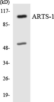 ERAP1 antibody