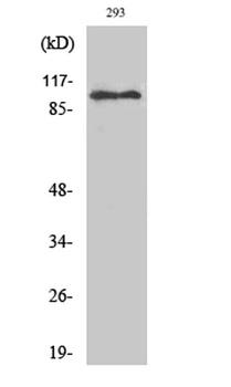 ERCC4 antibody