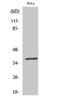 ERdj3 antibody